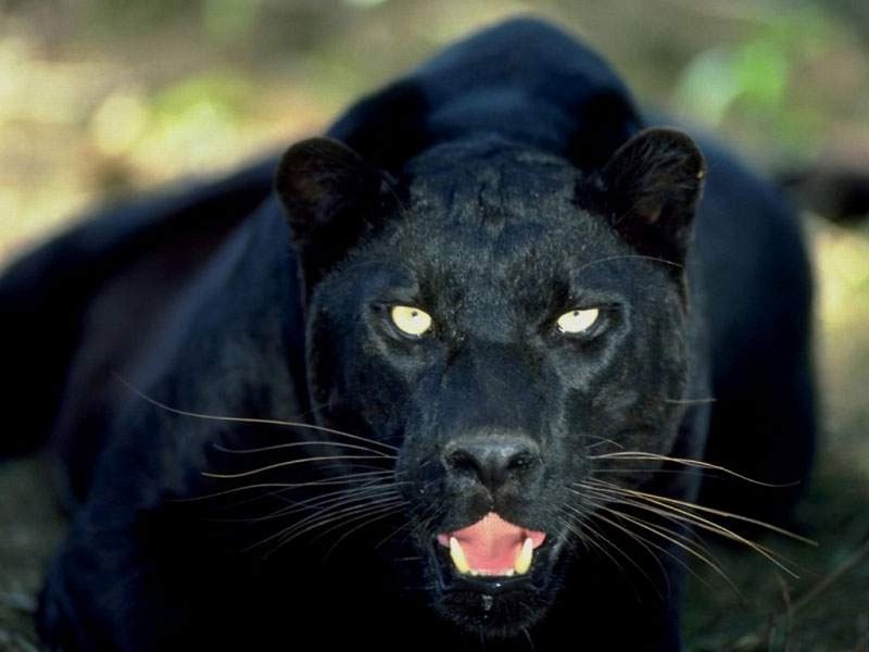 Blackpanther - 39.jpg